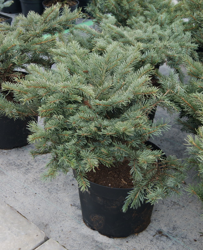 Ель колючая `Карпатен`, Picea pungens `Carpaten` | СадПарад